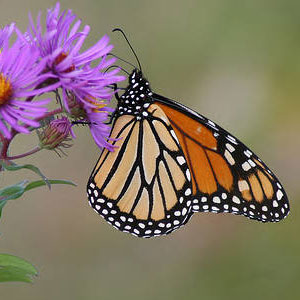 Monarch Butterfly