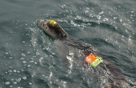 juvenile female harbor seal swimming in the water temporarily instrumented with tags juvenile female harbor seal swimming in the water temporarily instrumented with tags