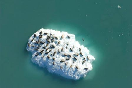 aerial photo of harbor seals hauled out on ice