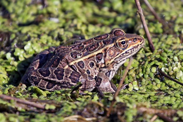 Northern leopard frog