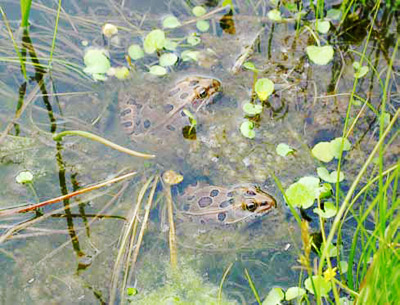 Northern leopard frogs breed in permanent pools in rivers, streams, pools, ponds, and wetlands. Northern leopard frogs breed in permanent pools in rivers, streams, pools, ponds, and wetlands.
