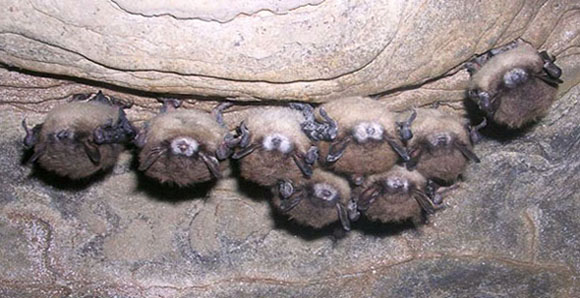 What Is White Nose Syndrome U S National Park Service