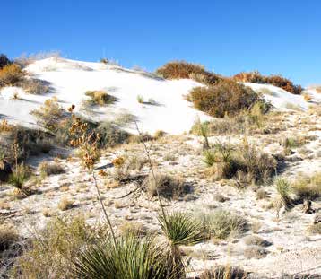 Some of the diversity of habitats found at White Sands National Monument.