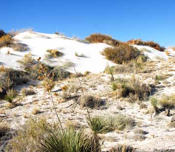 Some of the diversity of habitats found at White Sands National Monument. Some of the diversity of habitats found at White Sands National Monument.
