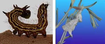 A caterpiller of an unknown species, and a white unknown species of Cossidae. A caterpiller of an unknown species, and a white unknown species of Cossidae.