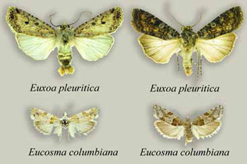 Pale morphs from inside the dunes and dark morphs from outside the dunes. Pale morphs from inside the dunes and dark morphs from outside the dunes.