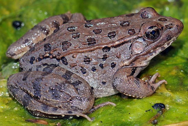 Lowland leopard frog