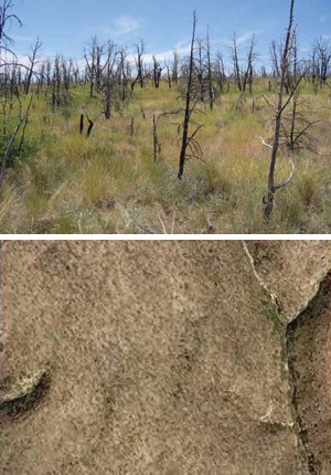 Post-fire Mixed Herbaceous Vegetation, Mesa Verde NP.