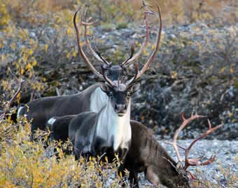 caribou