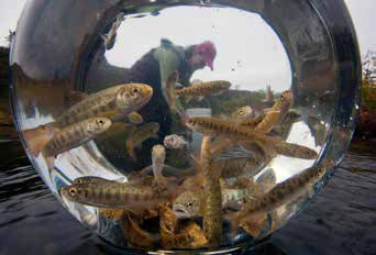numerous young salmon in a jar
