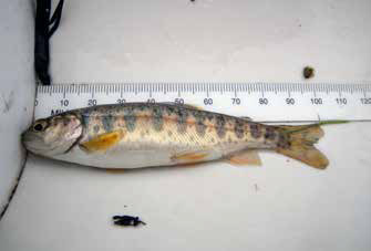 a fish next to a measuring tape a fish next to a measuring tape