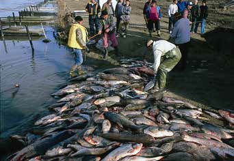 people standing next to a huge pile of dead fish by a river people standing next to a huge pile of dead fish by a river