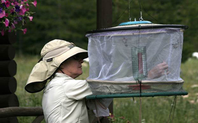 A researcher retrieves hummingbirds from for the survey