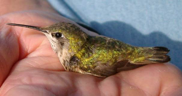 A tiny, green hummingbird sitting in the palm of a researcher's hand.