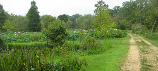 A dirt road forms a boundary to the right of ponds, full of lush green aquatic plants. 