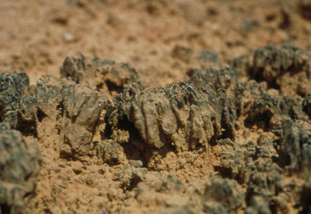 Biological soil crust