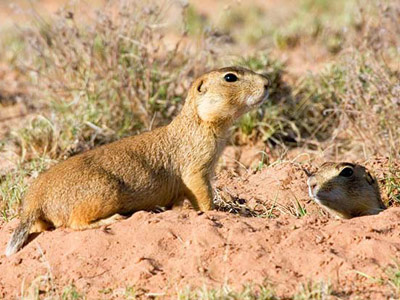 Gunnison’s prairie dog