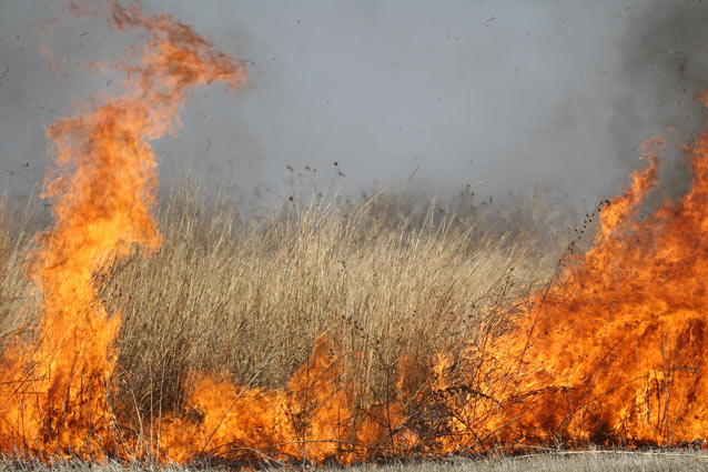 Grassland burning in a prescribed fire.