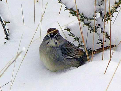 Rufous crowned sparrow in the snow at Guadalupe Mountains National Park.