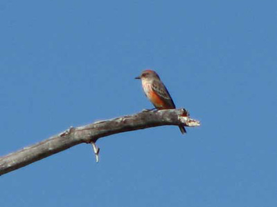 Vermilion Flycatcher