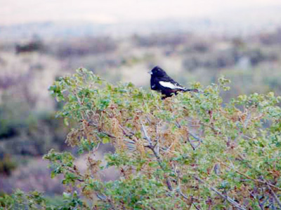 Lark bunting in Guadalupe Mountains National Park.