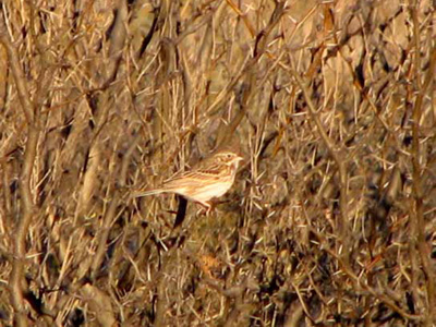 Vesper sparrow in Big Bend National Park.