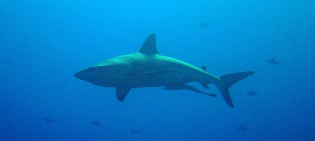 View of a shark and fish in the blue ocean waters