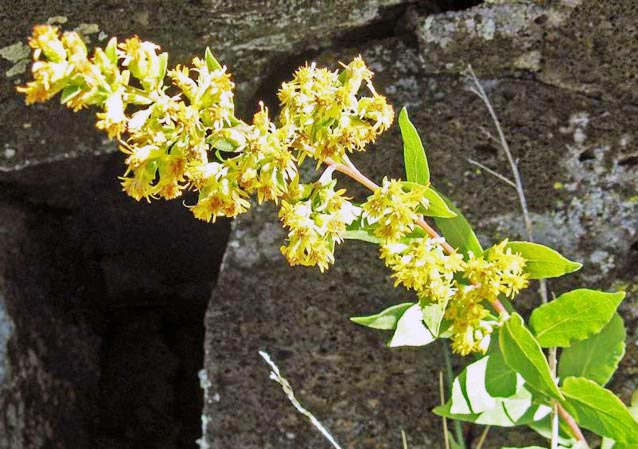 Capulin goldenrod is a rare plant found at Capulin Volcano National Monument.