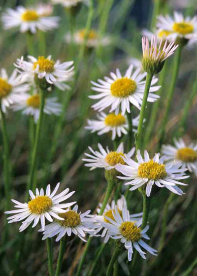 Zuni fleabane flowers