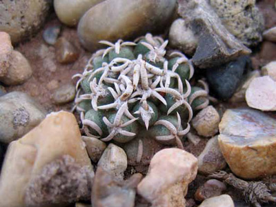 Peebles Navajo cactus