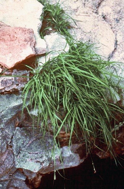 Navajo sedge Navajo sedge