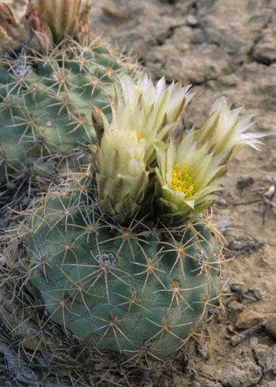 Flowering Mesa Verde cactus