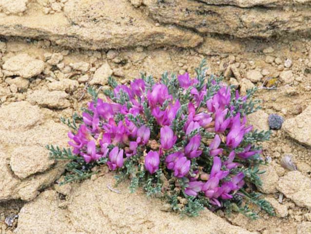 Mancos milkvetch Mancos milkvetch