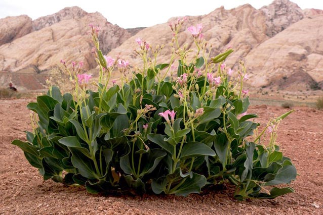Jones cycladenia Jones cycladenia