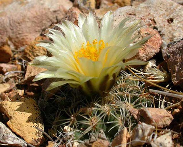 Brady’s pincushion cactus