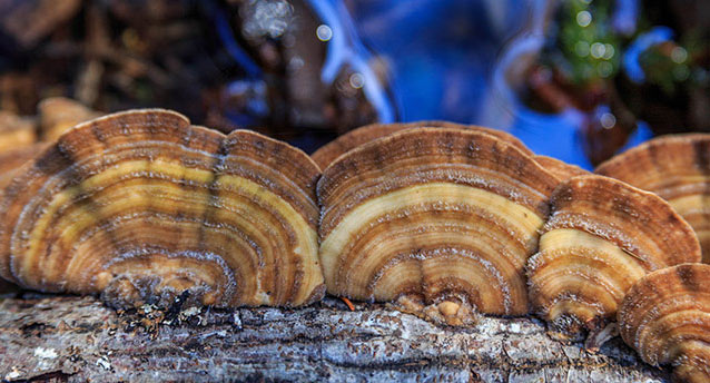 Fungi on a fallen tree