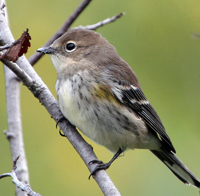 Yellow-rumped warbler