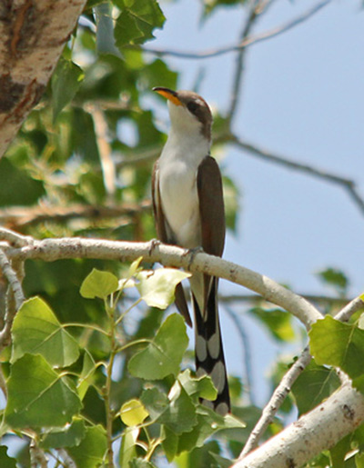 Western yellow-billed cuckoo