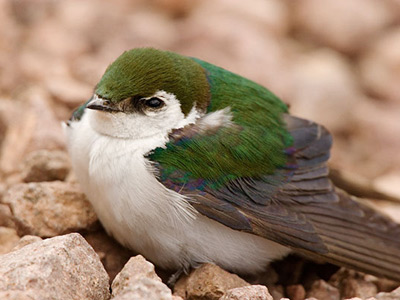 Small bird with an irridescent green back and a white breast sitting on the ground