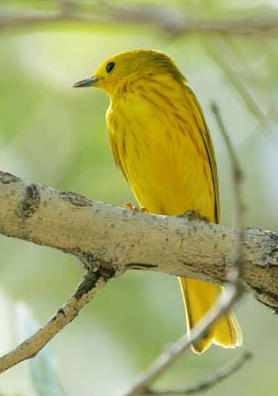 Small, bright yellow bird