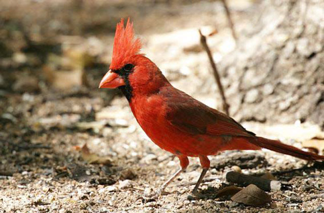 Bright red, crested bird with a black face mask