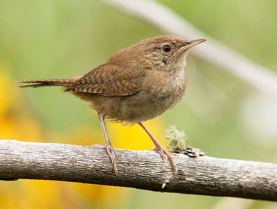 House wren House wren