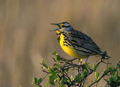 Western meadowlark Western meadowlark