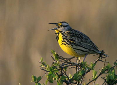 Western meadowlark