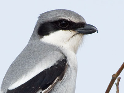 Loggerhead shrike