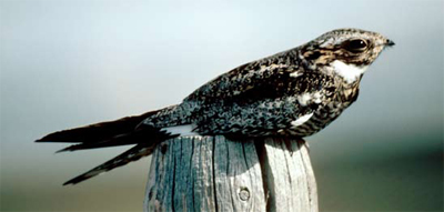 Common nighthawk Common nighthawk