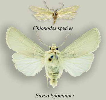 Many of the new moth species discovered in this study are white or very pale in color.