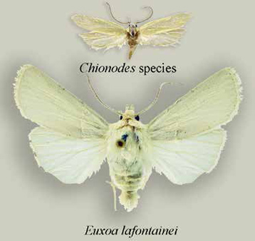 Many of the new moth species discovered in this study are white or very pale in color. Many of the new moth species discovered in this study are white or very pale in color.