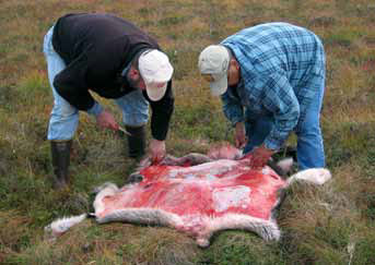 two men leaning over a caribou skin
