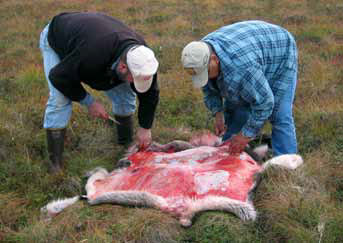 two men leaning over a caribou skin two men leaning over a caribou skin